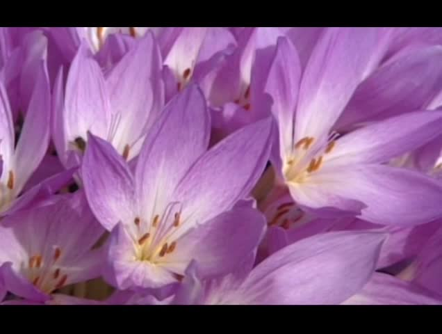 Thumbnail image for Tele Fleur Creole