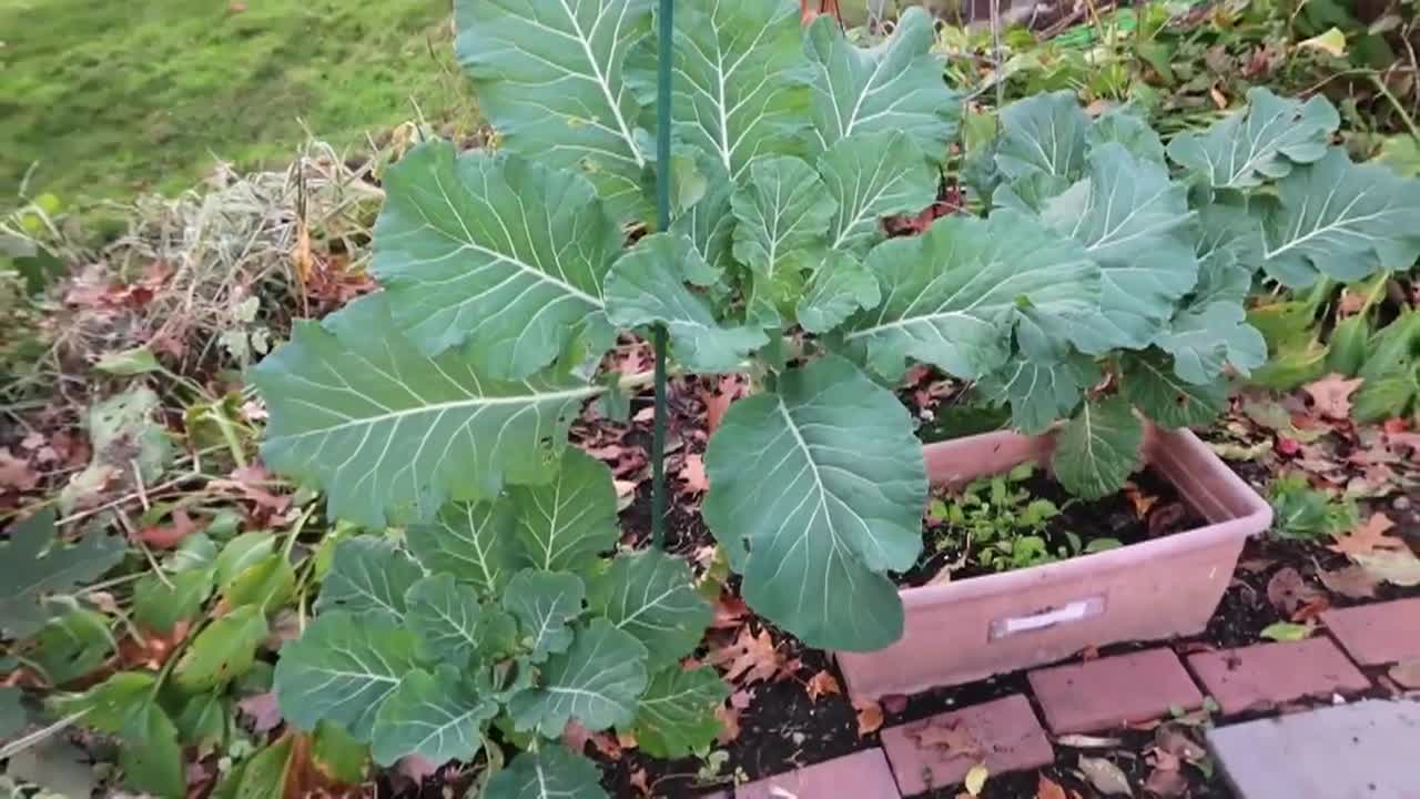 Thumbnail image for Lady Wisdom Speaks!