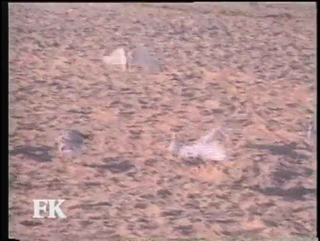 Thumbnail image for Festival Kreyol