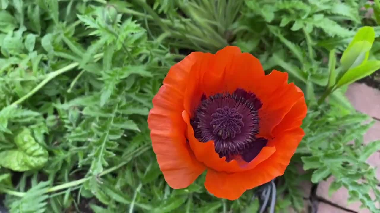 Thumbnail image for Lady Wisdom Speaks!