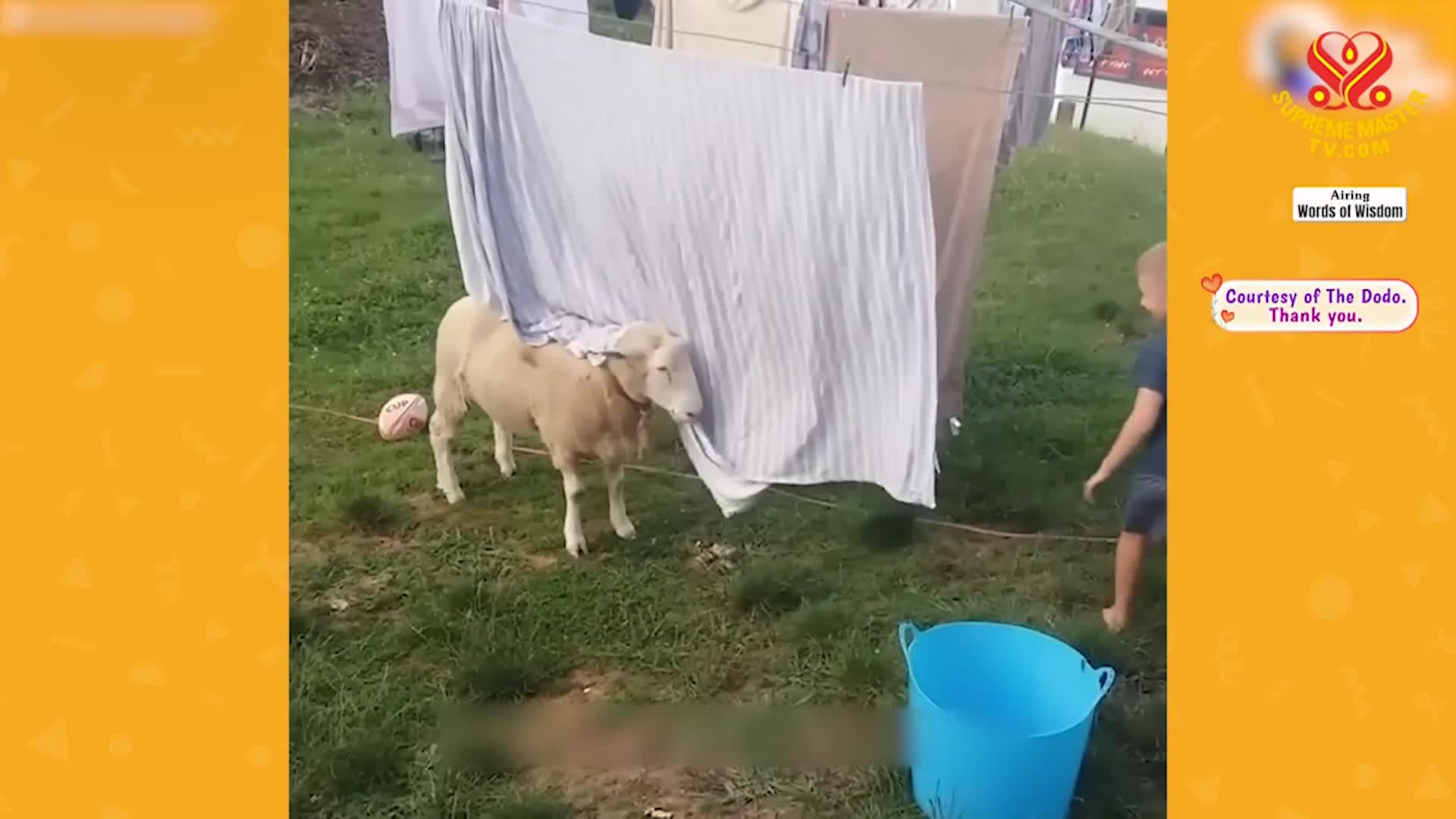 Thumbnail image for Supreme Master Television