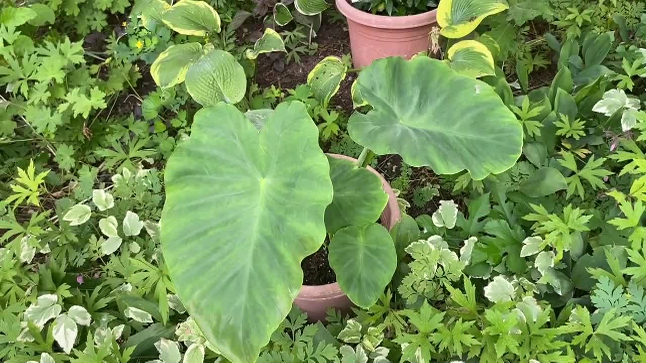 Thumbnail image for Lady Wisdom Speaks!