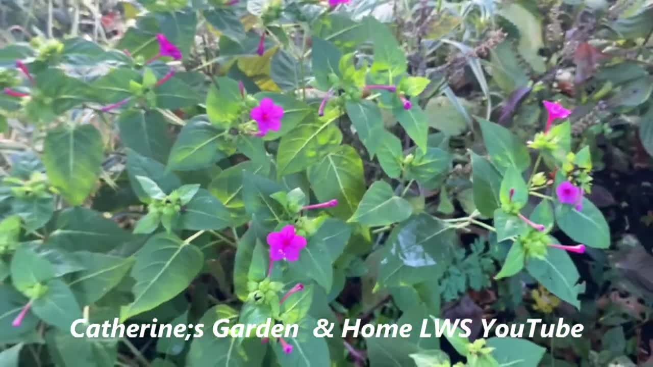 Thumbnail image for Lady Wisdom Speaks!