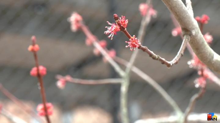 Thumbnail image for Boston Neighborhood Network News 3/27/2026